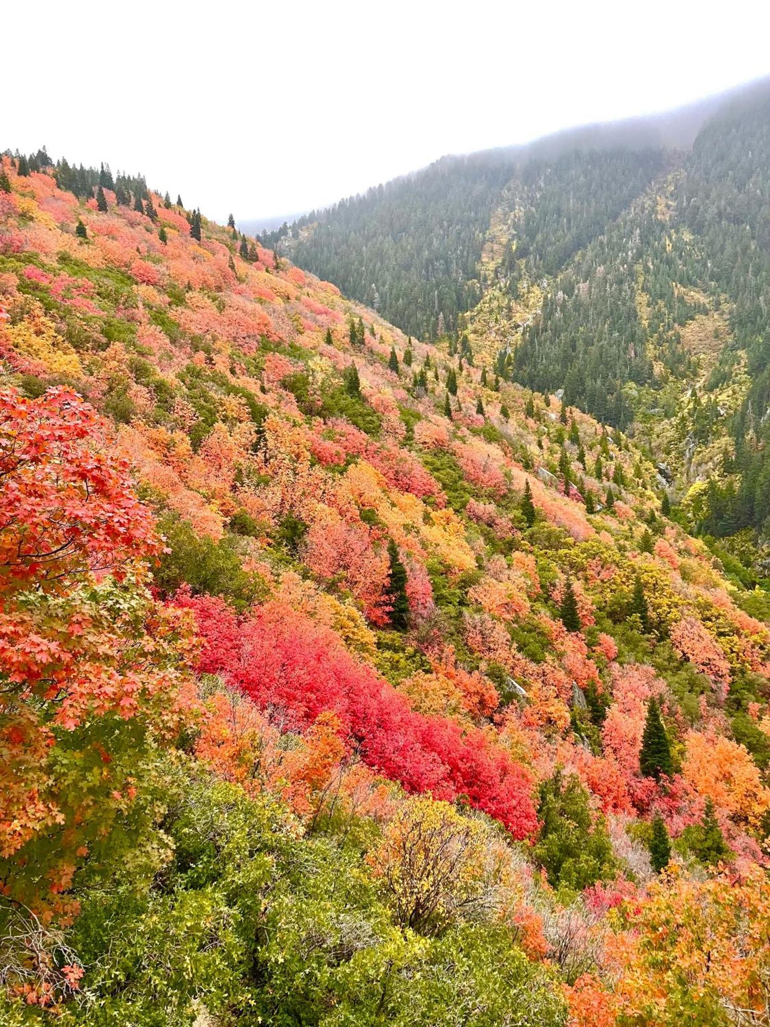 Cottonwood Heights - Lower Level Of Mountain Home! Экстерьер фото